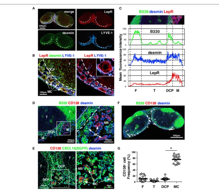 FIGURE 7 | laser-scanning microscopy (TP-LSM) from the medullary side. (B) Three-dimensional reconstruction image (red, B cells; blue, collagen fibers detected by second harmonic generation) with the migration trajectories of B cells in the follicle (F, ps
