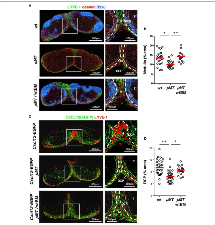 FIGURE 9 | B cells control the optimal development of the medulla and DCP in mouse LNs