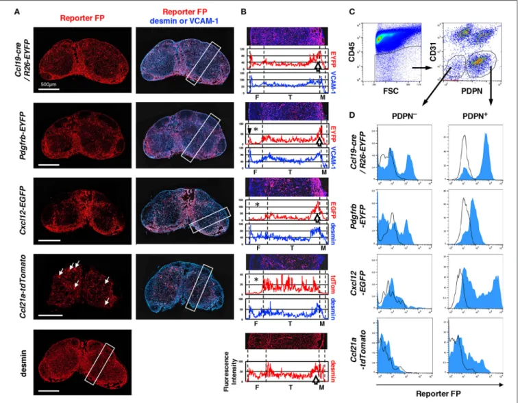 FIGURE 1 | Differences in LN stromal structural patterns based on gene reporters. (A) Whole views of inguinal LNs isolated from various reporter mice