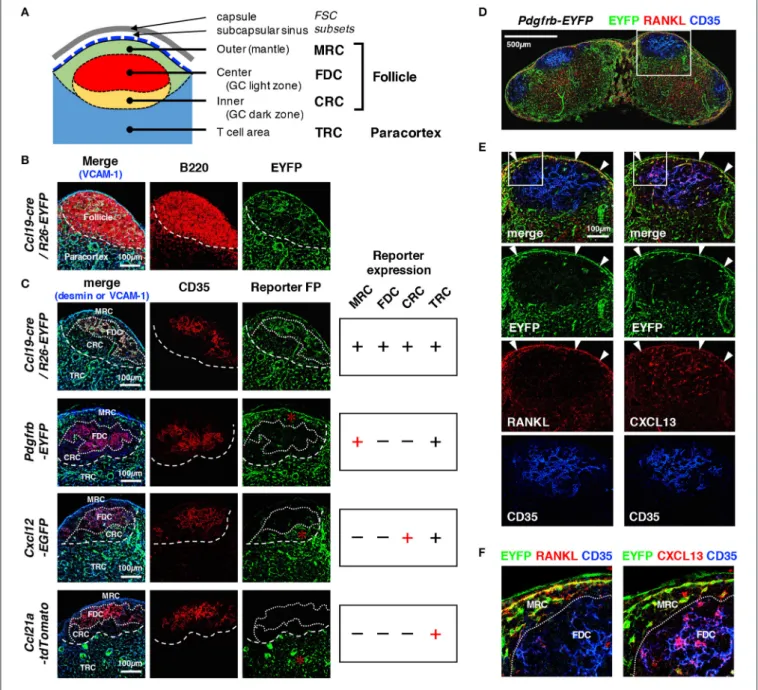 FIGURE 2 | Distinct patterns of reporter expression in cortical FSC subsets in mouse LNs