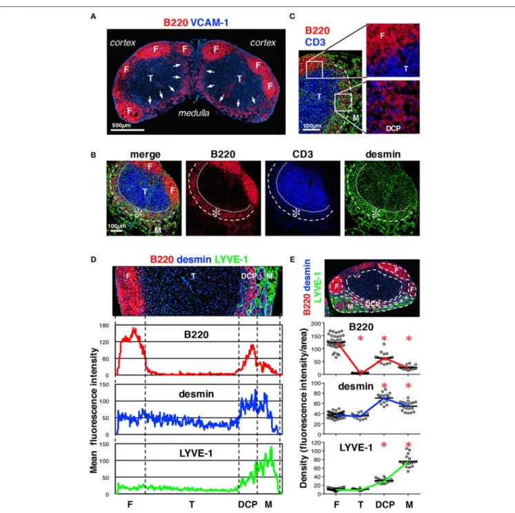 FIGURE 3 | Characterization of the DCP of mouse LNs. (A) Substantial B cell accumulation in the periphery of the deep cortex adjoining the medulla (inguinal LN, arrows)