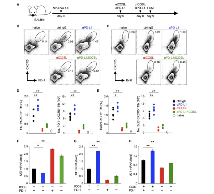 FIGURE 7 | PD-1 restricted the maintenance of antigen-induced T FH cells that required ICOS co-stimulation
