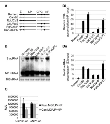 FIGURE 1 | Comparison of transcriptional activity between the polymerase complexes of chimeric JUNV variants