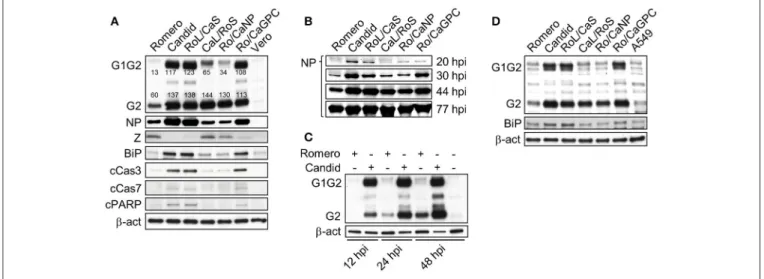 FIGURE 2 | Protein expression profiles and kinetics of chimeric JUNV variants. (A) Differential expression of proteins by Vero cells infected at an MOI of 5.