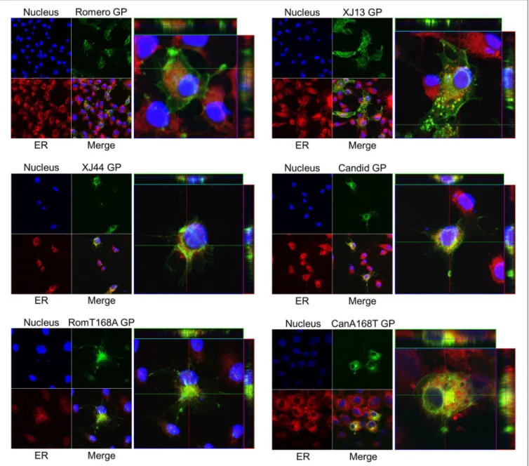 FIGURE 4 | Intracellular localization of JUNV GPC relative to the ER and cell surface