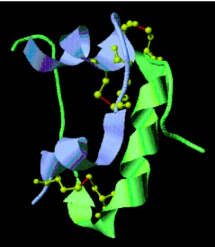 Fig. 4 Ribbon model of the bovine insulin. The ribbon colored light blue and green indicates A and B chain, respectively