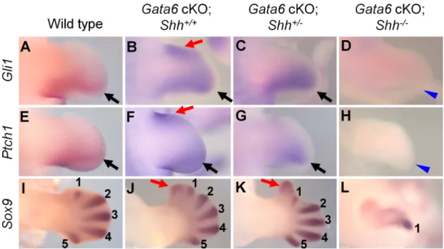 Fig 2. Expression pattern of SHH targets and digit condensation in Gata6 cKO; Shh allelic series