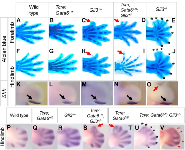 Fig 3. Genetic interaction between Gata6 and Gli3 in preaxial polydactyly development