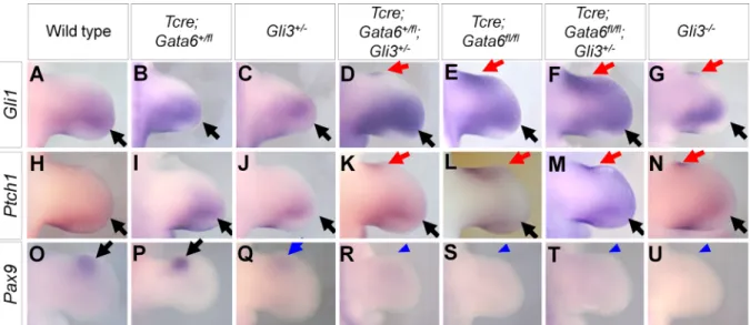 Fig 4. Expression pattern of Gli1 , Ptch1 and Pax9 in Gata6 ; Gli3 allelic series. In situ hybridization of Gli1 (A-G), Ptch1 (H-N) and Pax9 (O-U) of hindlimb buds of indicated genotypes at E11.5