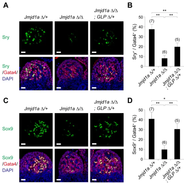 Fig 5. The GLP mutation rescues the reduced expression of Sry in Jmjd1a-deficient embryos