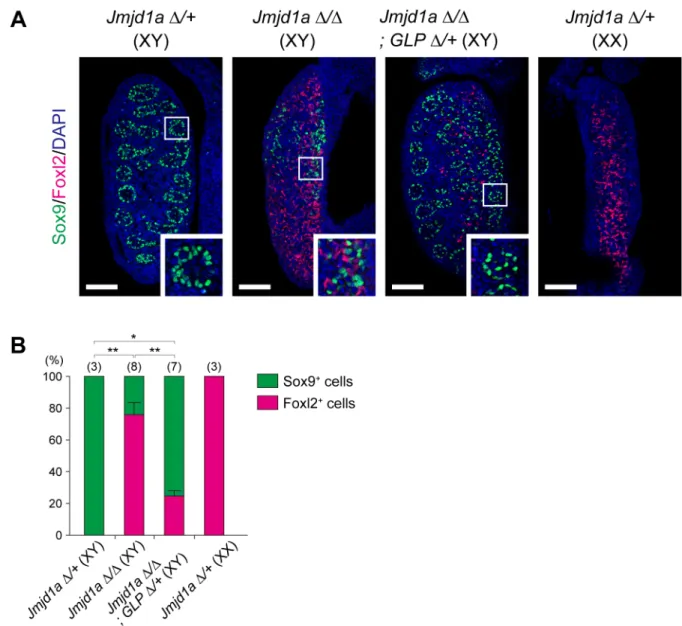 Fig 6. The GLP mutation rescues abnormal sex differentiation of XY Jmjd1a-deficient embryos