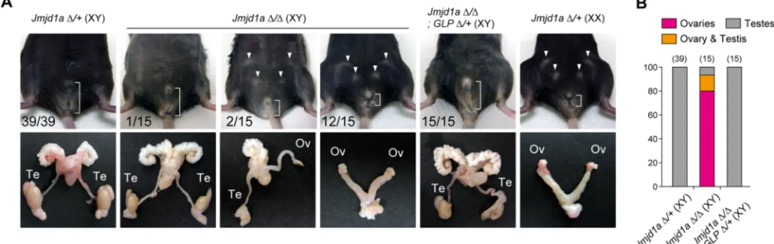 Fig 7. The GLP mutation rescues XY sex reversal in Jmjd1a-deficient adult mice. (A) External genitalia (upper) and gonads and genital tracts (lower) of 3-months-old mice of the indicated genotypes