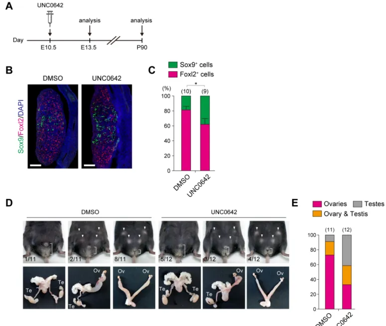 Fig 8. Embryonic administration of the GLP/G9a inhibitor UNC0642 rescues aberrant sex development of Jmjd1a-deficient mice