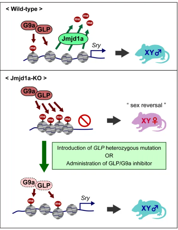 Fig 9. Fine-tuning of Sry expression is achieved by the balance in activities between H3K9 demethylase Jmjd1a and H3K9 methyltransferase GLP/G9a complex