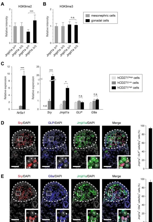 Fig 1. Expression of GLP/G9a H3K9 methyltransferase complex in XY embryonic gonads at E11.5