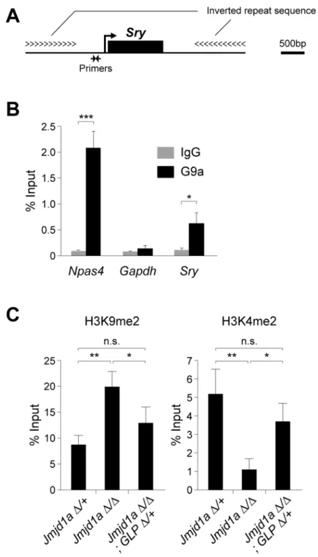 Fig 3. GLP/G9a complex catalyzes H3K9 dimethylation at the Sry locus. (A) Diagram of the Sry locus and primer location of the linear promoter region of Sry