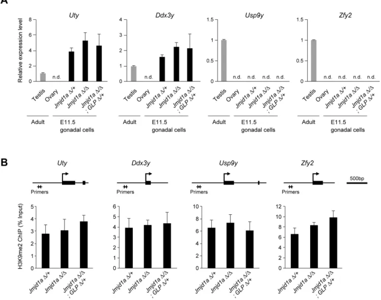 Fig 4. Jmjd1a- and GLP/G9a complex-mediated expression tuning is not extended to other genes on the Y chromosome