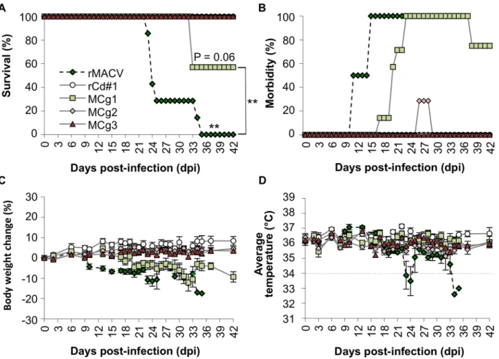 Fig 2. IFN- αβ / γ R -/- mice were infected with 10,000 PFU of rMACV, rCd#1, MCg1, MCg2 and MCg3 by the intraperitoneal route