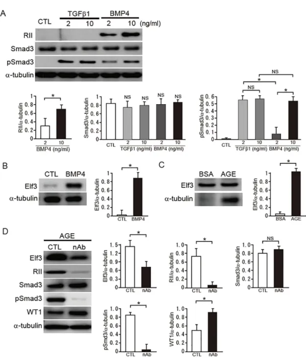 Fig 2. Induction of RII in podocytes via BMP4 in a diabetic condition. (A) Effects of TGFβ1 and BMP4 on the expression of RII and activation of Smad3 in cultured podocytes