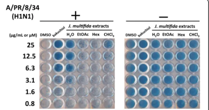Fig. 1 Effect of extracts from the stems of J. multifida on the viability of MDCK cells infected with influenza A H1N1 virus