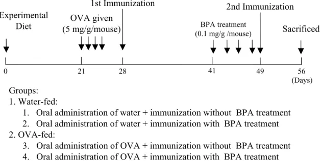 Fig. 1. Experimental design for the effects of BPA on immune functions. Mice were divided into two groups, fed with ex- ex-perimental diet and pretreated orally with either water or 5 mg/d of OVA for consecutive 4 days, from day 21 onwards