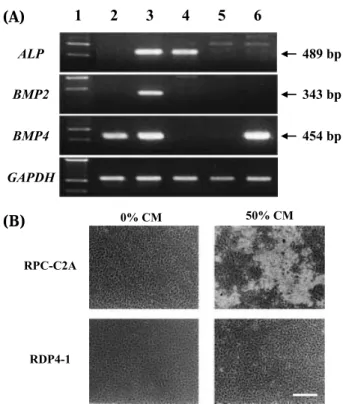 Fig. 1 RPC-C2A cells express osteogenic genes and produce bone nodules after treatment with conditioned medium from MC 3T3-E1 cells