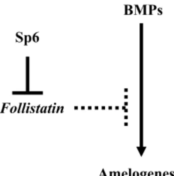 Figure 9 shows the interaction between Sp6, fol- fol-listatin, and BMP in amelogenesis