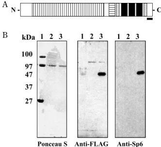 Fig. 1 Generation of rabbit polyclonal antibody against rat Sp6.