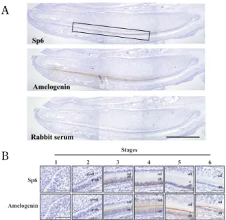 Fig. 2 Localization of Sp6 protein in rat incisor.