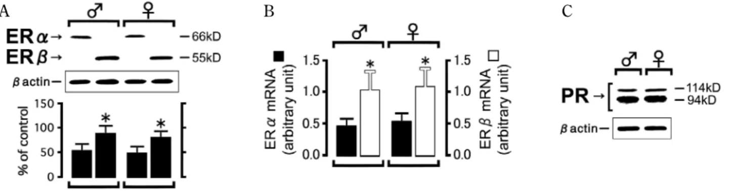Fig. 1. Western blot and real-time PCR analyses of ER α and ER β , and PR in macrophages from male and female mice