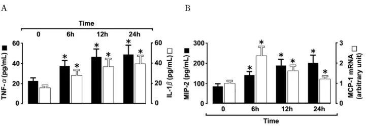 Fig. 2. Stimulation of TNF- α , IL-1 β (A), MIP-2, and MCP-1 mRNA (B) expression after exposure to hydrogen peroxide by macrophages After culturing for 24 h in serum-free RPMI, the macrophages from female mice were then exposed to 10 -5 mol/L hydrogen  per