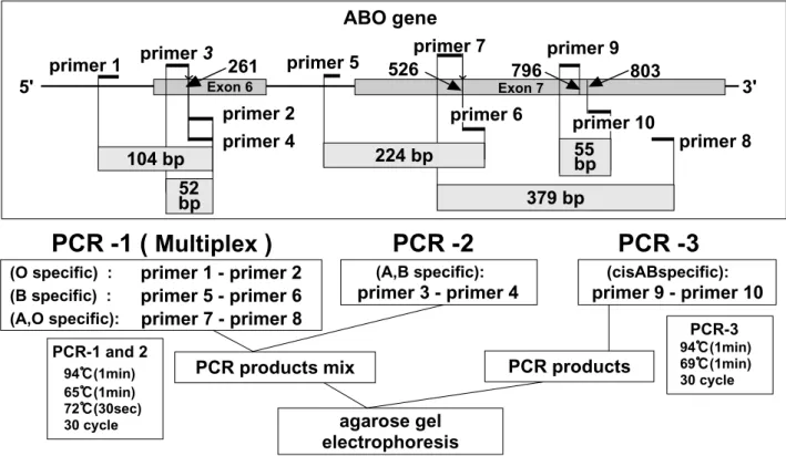Figure 5. Scheme of method of amplification and analysis of specific ABO alleles using the PASA method.