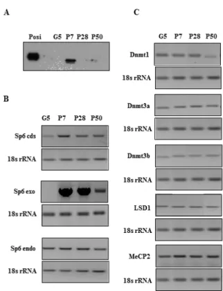 Figure  1.    SP6  protein  expression  during  long-term  culture. 