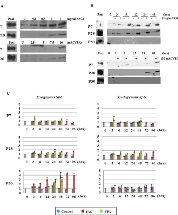Figure 2. Effects of DNMTI and HDACI on Sp6 expression in C9 cells. (A) Dose-dependent effects of 5AC and VPA on SP6  expression in C9 cells at P7 and P28