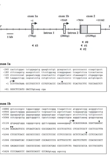 Figure 1. Gene structure and nucleotide sequence of mouse Sp6 gene. (A) Gene structure and exon/