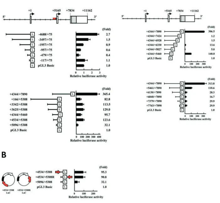 Figure 2. Functional characterization of Sp6 promoter activity. (A) Upper panel: Gene structure and exon/