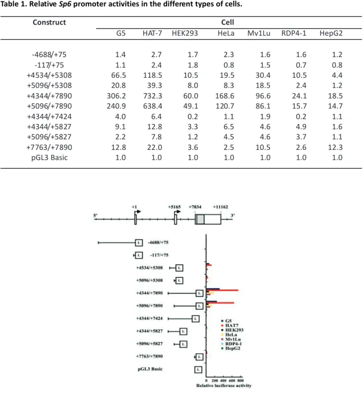 Table 1. Relative Sp6 promoter activities in the different types of cells.