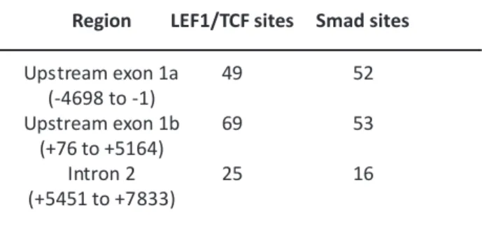 Table 2. The numbers of the potential cis-elements for LEF/TCF and Smad.