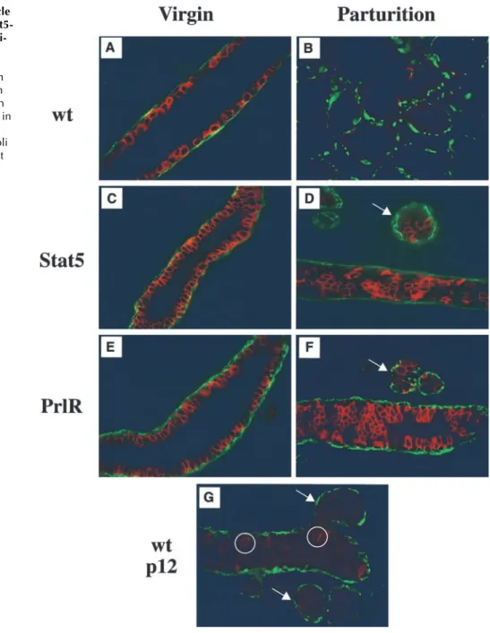 Figure 6. NKCC1 and smooth muscle  actin are expressed in PrlR- and  Stat5-null alveoli-like structures at  parturi-tion, but not in wild-type mice