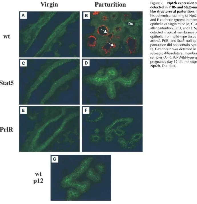 Figure 7. Npt2b expression was not  detected in PrlR- and Stat5-null  alveoli-like structures at parturition