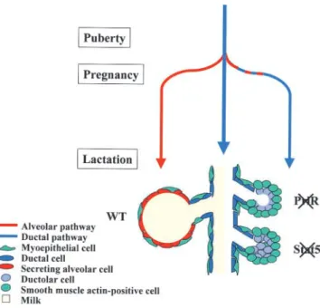 Figure 9. PrlR and Stat5 control the cell fate of mammary  alveolar epithelium. Wild-type mammary epithelium differentiates  into functional alveoli during pregnancy