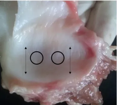 Figure 1. Area where the specimens were cut and fiber direction. 