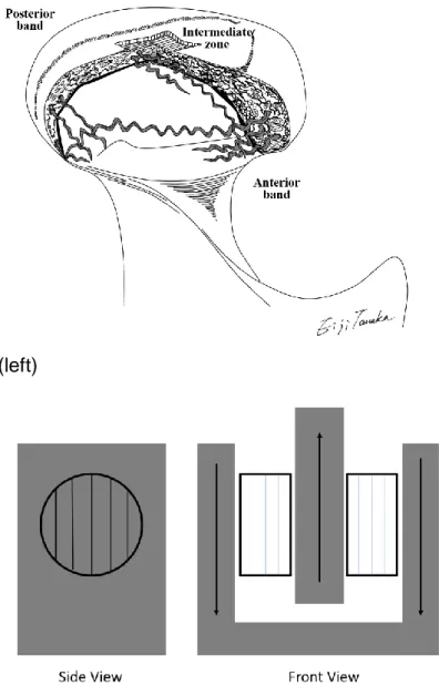 Figure 3. Fiber distribution of discs (left) and direction of fibers in the tool during  antero-posterior testing (right)