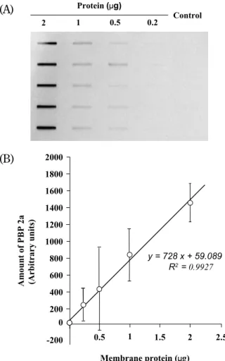 Fig. 1. Immuno - blot analysis of PBP 2a in membrane frac- frac-tion prepared from MRSA COL