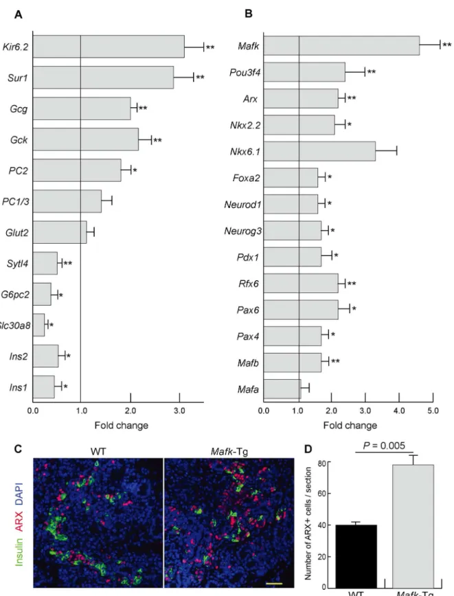 Fig 3. Gene expression in Mafk-Tg pancreases. (A, B) The mRNA expression of the indicated genes in the pancreas of Mafk-Tg relative to WT at E15.5 (n = 6 per each) *P < 0.05, **P < 0.01