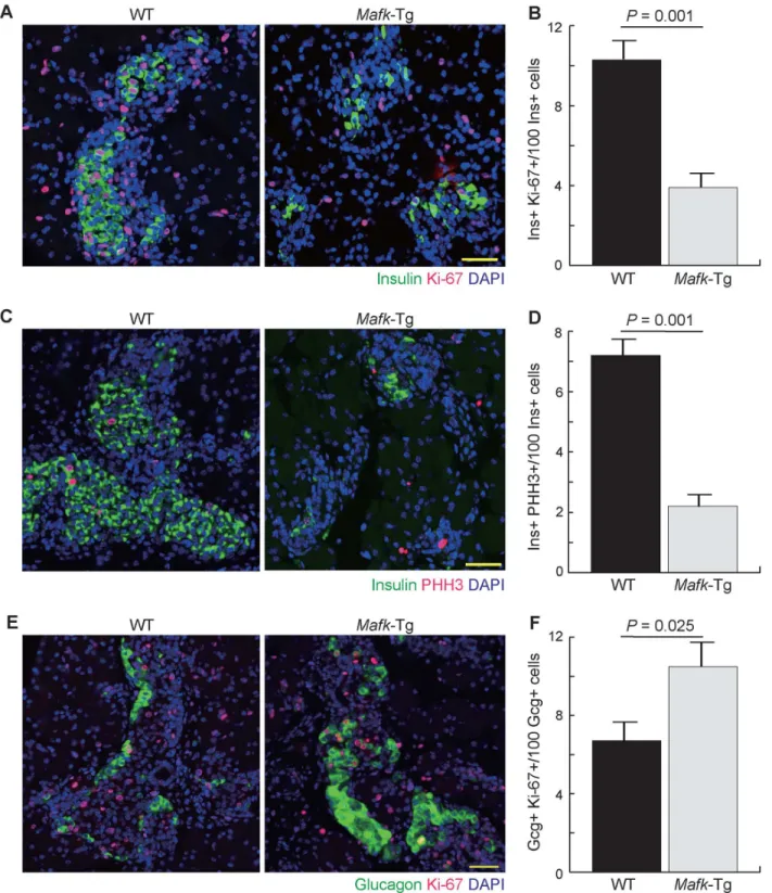 Fig 6. Cell proliferation assay in Mafk-Tg mice. (A) Immunohistochemical analysis of pancreata from WT and Mafk-Tg mice using Ki-67 and Insulin antibodies at E18.5