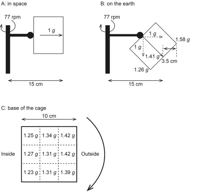 Fig 2. A: centrifugal force induced by centrifugation at 77 rpm in space. B: the synthetic gravity between 1 g terrestrial gravity and 1 g centrifugal force