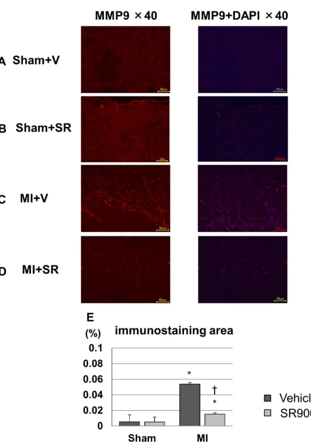 Fig 6. Representative immunofluorescence images of the left ventricles stained with MMP-9