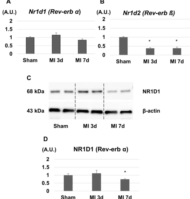 Fig 1. Gene and protein expression levels of Rev-erb in the left ventricular (LV) border area after myocardial infarction (MI)