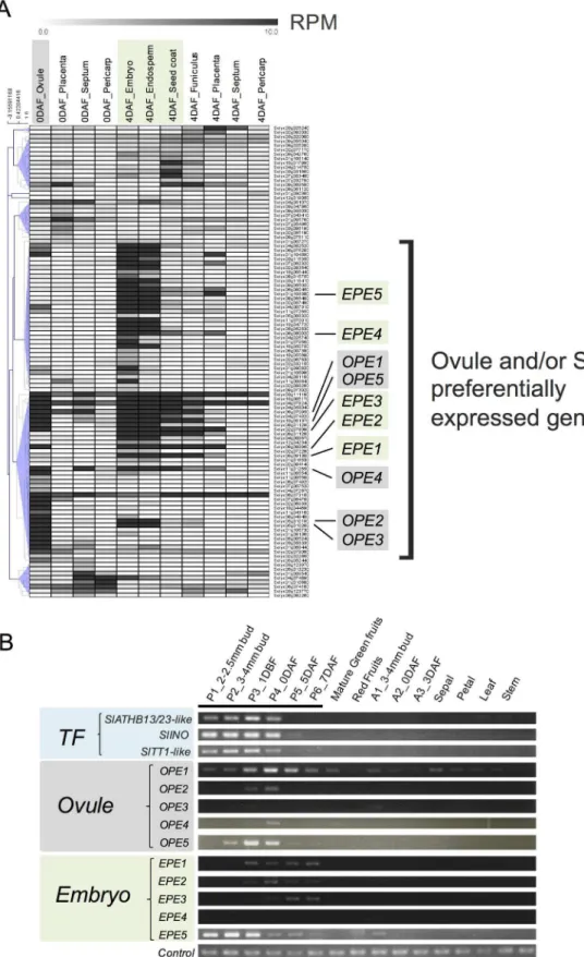 Fig 3. Characterization and validation of the 108 genes. (A) Many of the 108 PSGs were predominantly expressed in ovules and/or seeds in the pistil
